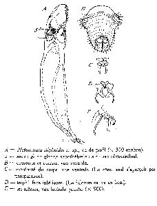 De Beauchamp, P M (1923): Annales de Biologie Lacustre 12 p.221, figs.A-E